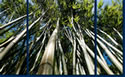 Bamboo Triptych