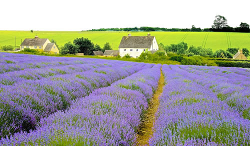 Snowshill Lavender Fields